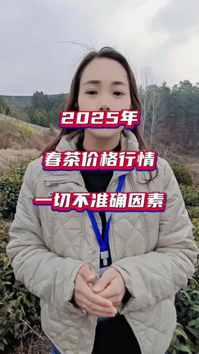 #2025年春茶价格行情#25年茶叶行情#春茶采摘一芽一叶一抹香