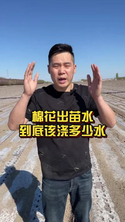 棉花出苗水到底该浇多少水？ #关注我每天分享种植知识 #棉花种植技术 #棉花种植专家讲座 @抖音小助手