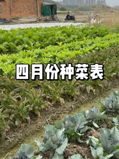 四月份可以种哪些蔬菜 