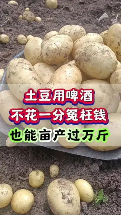 土豆用啤酒不花一分冤枉钱也能亩产过万斤#洋芋 #马铃薯 #栽洋芋 #土豆高产种植 #土豆种植