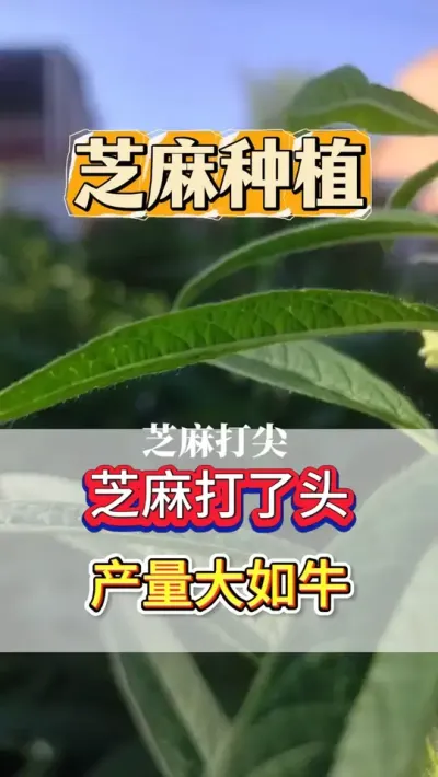 都知道芝麻打了头，产量大如牛，那你知道怎么给芝麻打头吗？ #芝麻 #芝麻种植 #芝麻种植技术 #农业种植 #抖音助农