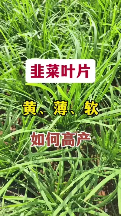 韭菜叶片黄、薄、软，如何高产。#韭菜管理 #韭菜种植 #韭菜发黄 #韭菜高产 #韭菜种植管理