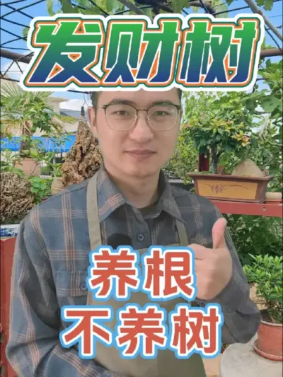 发财树养根不养树，你知道吗？ #养花 #发财树 #养根