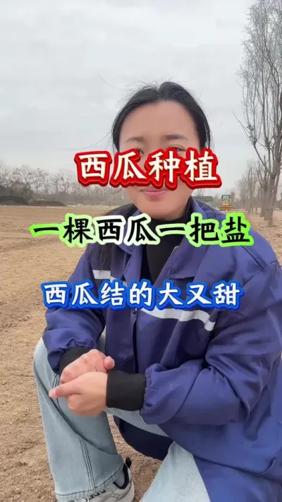 西瓜种植 一棵西瓜一把盐西瓜结的大又甜#西瓜种植#西瓜管理#种西瓜#病害防治#西瓜高产