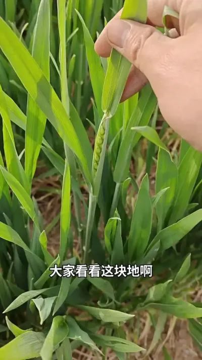 #三农 #抖音助农 #传播农业小知识 #分享农业知识帮农民增产增收 #小麦种植管理技术
