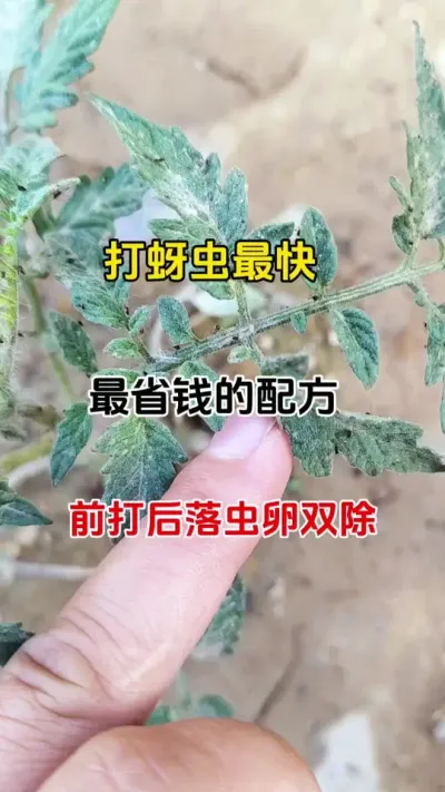 老配方不管用？全新蚜虫套装，喷透即灭虫卵，任何作物都适用#蚜虫防治 #蚜绝虱灭 #抖音助农