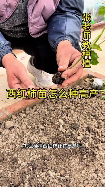 西红柿如何种植高产#关注我一起学种菜 #西红柿种植 #关注我每天分享种植知识 #种植小技巧