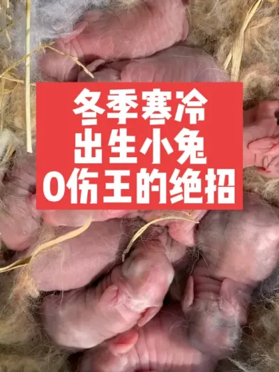 冬季寒冷，出生小兔0伤王的绝招 #兔子#养殖#三农#养兔人