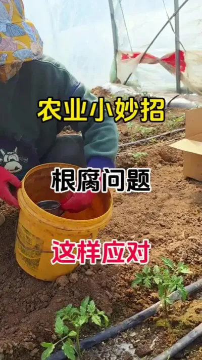 根腐克星，根部问题。一招搞定#番茄种植 #根腐病 #抖音助农