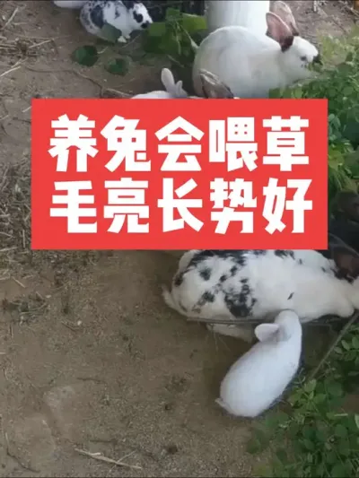 养兔会喂草，毛亮长势好 #兔子#养殖#三农#养兔#养兔人
