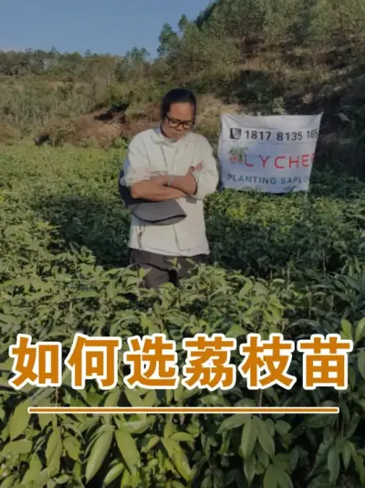 荔枝苗要怎么挑选呢？#广西灵山荔枝果苗#农业创业#抖音新农人计划2025#吕老师种果苗