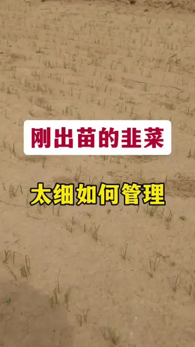 刚出苗的韭菜太细，如何管理。#韭菜种植 #韭菜管理 #韭菜种植技术 #韭菜施什么肥根粗 #韭菜种植方法