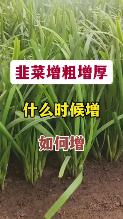 韭菜增粗增厚，什么时候增，如何增。#韭菜管理 #种韭菜 #韭菜种植 #韭菜种植技术#韭菜高产