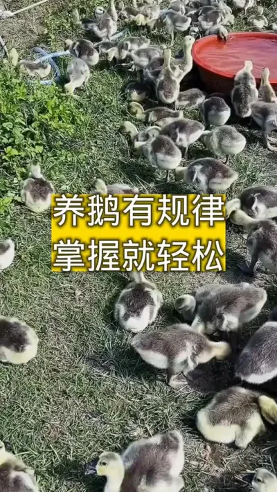 #养鹅技术分享 #养鹅小妙招 #肉鹅 #养鹅流程