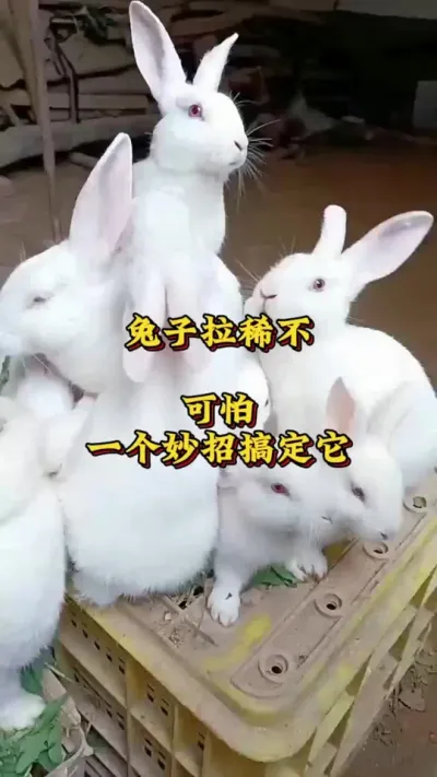 兔子拉稀不可怕，一个妙招搞定它#养兔人 #兔子 #肉兔养殖 #养兔技术 #养兔三分靠管理七分靠技术