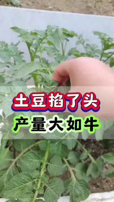 土豆掐了头，产量大如牛#马铃薯 #洋芋 #土豆种植 #栽洋芋 #土豆