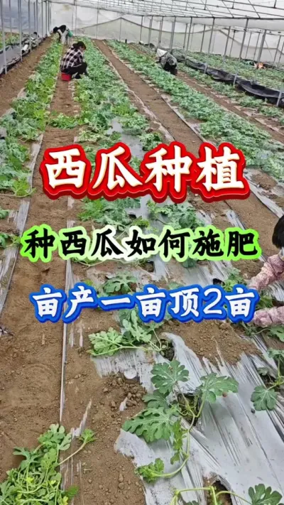 西瓜种植 种西瓜如何施肥亩产一亩顶两亩#西瓜种植 #西瓜管理#种西瓜#西瓜高产