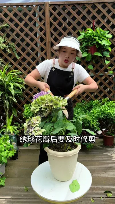 绣球花败后要及时修剪，否则连命都保不住#绣球花#修剪#分享养花经验
