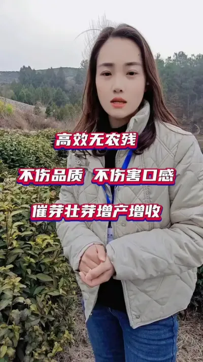 #茶叶采摘季节 #春茶是什么味道 #茶树种植增产提质方法