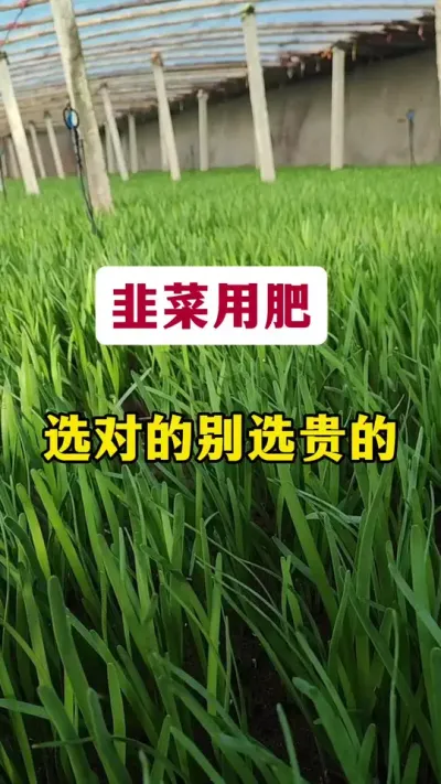 韭菜用肥，选对的别选贵的。#韭菜种植 #韭菜管理 #韭菜施什么肥根粗 #韭菜高产 #种韭菜