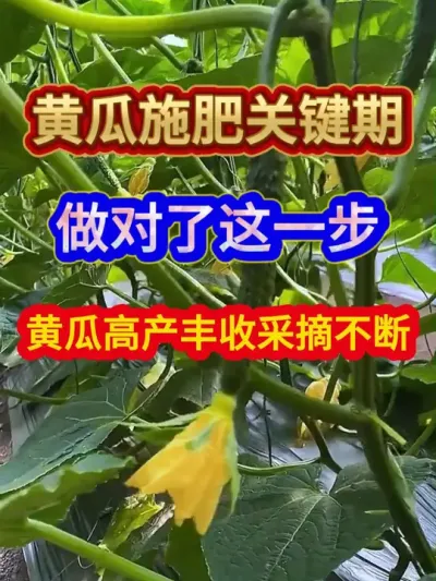 黄瓜施肥关键期做对了这一步黄瓜高产丰收采摘不断 #黄瓜种植 #农业种植 #种植小技巧 #抖音助农 #黄瓜种植技术
