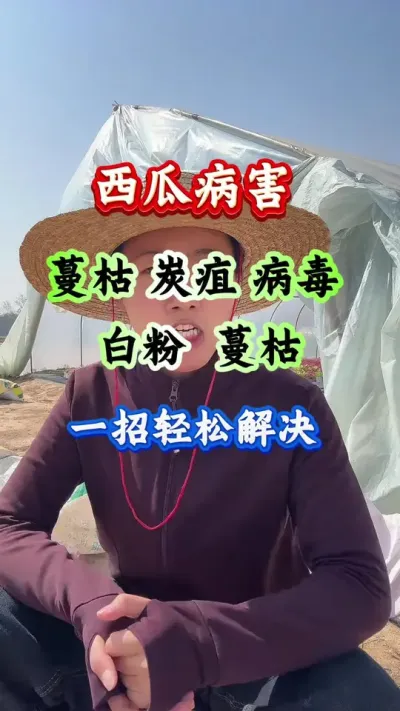 西瓜种植 西瓜病害一招轻松解决 #西瓜种植 #西瓜管理 #西瓜高产 #病害防治
