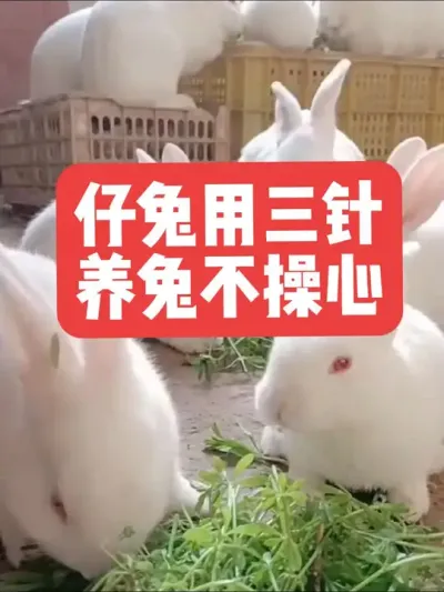 仔兔用三针，养兔不操心 #三农#养殖#兔子#养兔子#养兔人