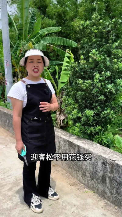 喜欢罗汉松，不用买，随便剪根枝条插就能活#罗汉松 #爱生活爱养花 #分享养花经验