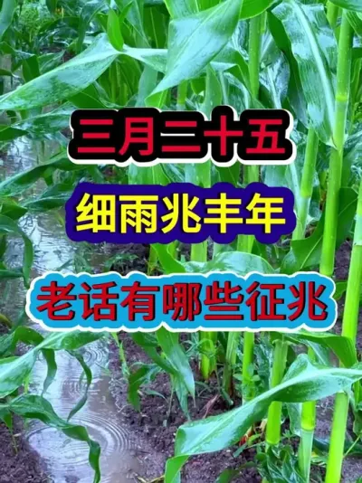 三月二十五细雨兆丰收老话有哪些征兆 #农业谚语 #农谚 #农业天气谚语 #农业种植 #种植小技巧