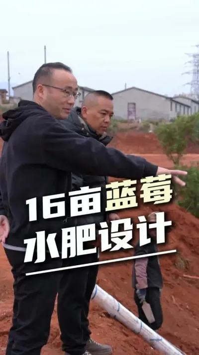 16亩蓝莓基地水肥一体化方案设计，不管你种什么作物，我们的水肥一体化设备都能帮助到你#蓝莓基地 #水肥一体化 #设施农业 #全自动水肥设备 #精准灌溉