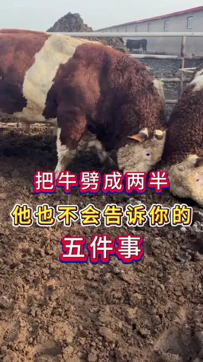 把牛劈成两半他也不会告诉你的五件事#养牛人#三农#养牛#养殖