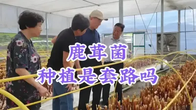 鹿茸菌种植是套路吗？看完这个视频你就知道了，建议收藏 #抖音助农 #鹿茸菌种植 #农业种植致富项目 #种植套路