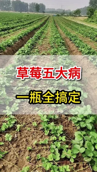 草莓五大病，一瓶全搞定#三农#灰霉病#病害