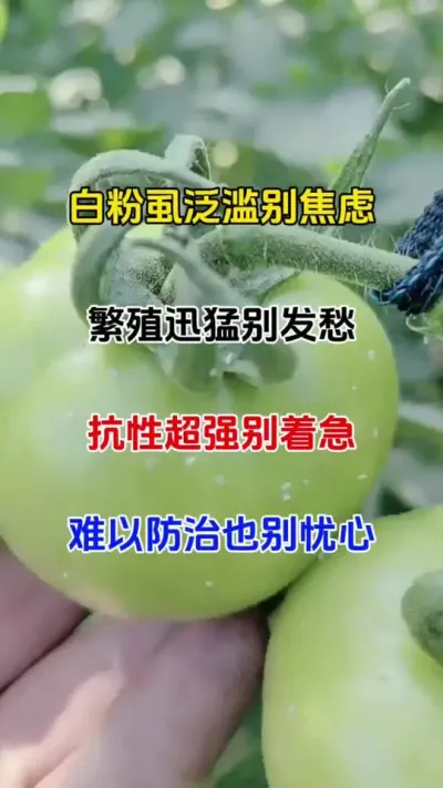 白粉虱一定要提前预防，一旦爆发，损失巨大#病虫害防治 #番茄种植 #农业种植 #白粉虱