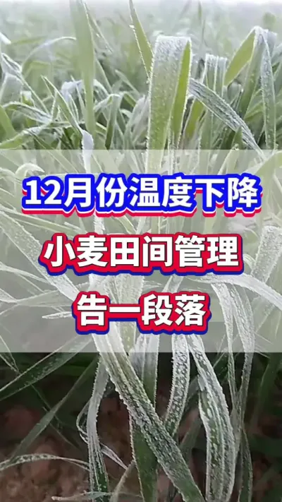12月中旬温度下降，小麦田间管理告一段落！#小麦种植  #小麦高产  #小麦种植管理技术 #农业种植