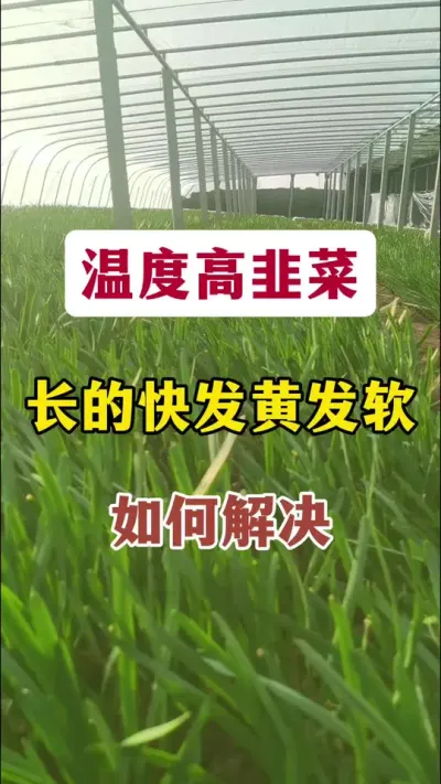 温度高韭菜长的快，发黄发软，如何解决。#韭菜种植 #韭菜管理 #韭菜种植与管理#韭菜发黄 #韭菜高产