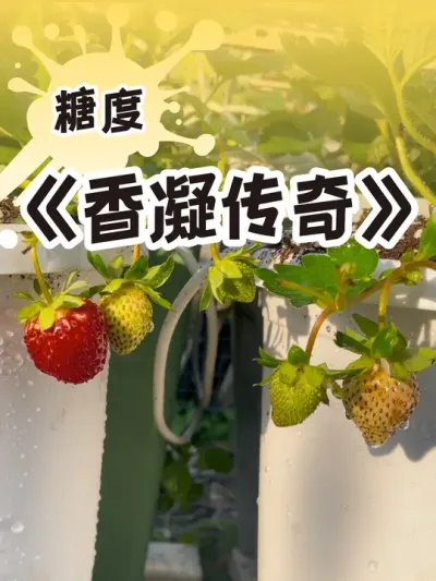 吃草莓的仪式感 草莓可算是吃上了，糖度测一测流程不能少😘ƪ(˘⌣˘)ʃ优雅#吃草莓的仪式感  #dou来一起种草莓 #草莓种植#记录我的种植生活 #阳台盆栽