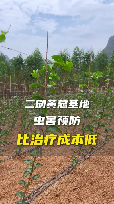 二刷扶绥黄总百香果种植基地，在蓟马爆发的季节黄总的防控也做得非常好，病虫害一定是预防先行，这样往后种植才不费心。#百香果 #百香果种植技术 #抖音助农#农业种植基地 #百香果种植基地