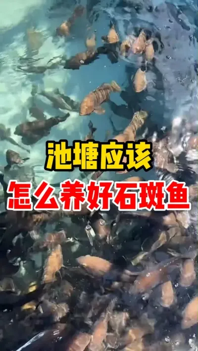 池塘应该怎么养好石斑鱼 #水产养殖 #养鱼日记 #养鱼人 #石斑鱼 #养鱼