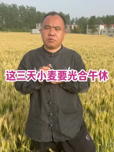 这三天小麦要光合午休 光合午休日前，小麦有两片绿叶，防干热风都超值！#农业种植技术