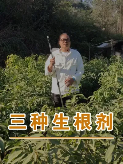 荔枝苗常用的3种生根剂#广西灵山荔枝果苗#农业创业#抖音新农人计划2025#吕老师种果苗