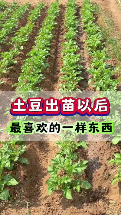 土豆出苗以后最喜欢的一个小东西#洋芋 #土豆种植 #马铃薯 #栽洋芋 #土豆