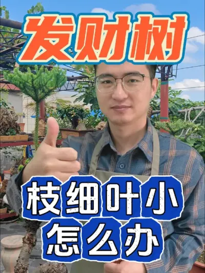 发财树的叶片小枝条细弱是怎么回事？ #养花 #花卉绿植 #发财树