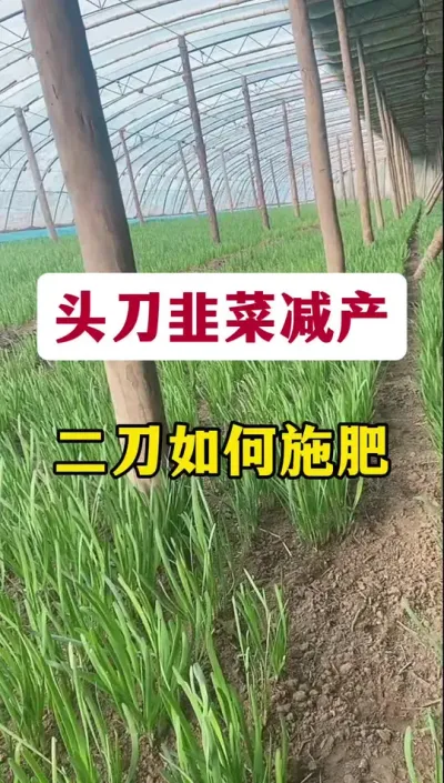 头刀韭菜减产，二刀如何施肥。#韭菜种植 #韭菜管理 #韭菜回根 #韭菜施肥 #韭菜高产