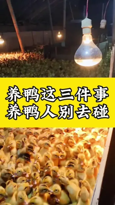 养鸭这三件事，养鸭人别去碰#养鸭人 #肉鸭养殖 #养鸭技术 #养鸭流程 #科学养鸭