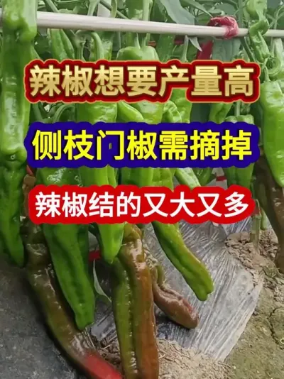 辣椒想要产量高侧枝门椒需摘掉辣椒结的又大又多 #辣椒种植 #农业种植 #种植小技巧 #三农 #分享农业知识帮农民增产增收