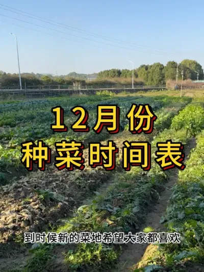 12月份能种哪些菜？ #农业种植 #种菜 #三农 #种植