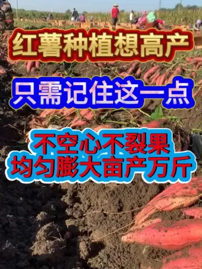 红薯种植想高产只需记住这一点不空心不裂果均匀膨大亩产万斤 #红薯高产种植 #农业种植 #红薯种植 #三农 #服务三农支持三农