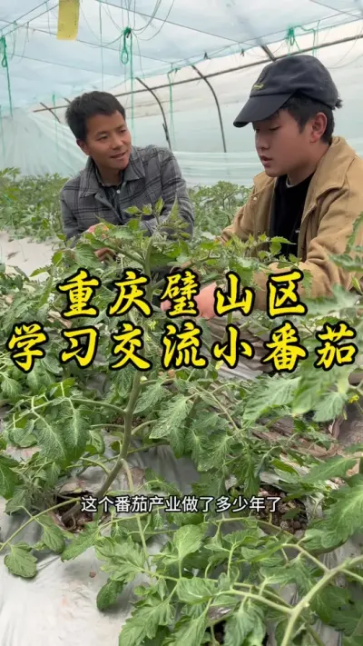 来到璧山粉丝朋友的番茄基地参观学习，97年的老弟做农业好几年了！#返乡创业新农人
