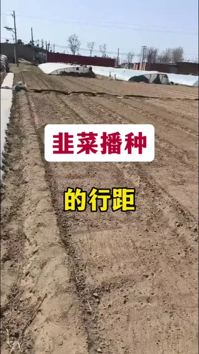 韭菜播种的行距。#种韭菜 #韭菜种植 #韭菜种植与管理 #韭菜管理 #韭菜种植技术